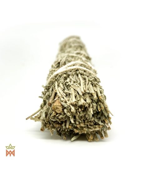 Schnittende des Wüstenbeifuß-Bündels, silbrige beblätterte Triebe von Artemisia tridentata