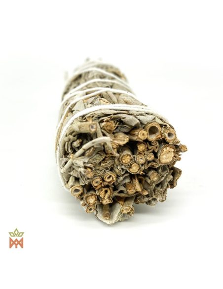 Kleines Bündel Weißer Salbei vom Schnittende, hohle Stiele zwischen Blättern von Salvia apiana