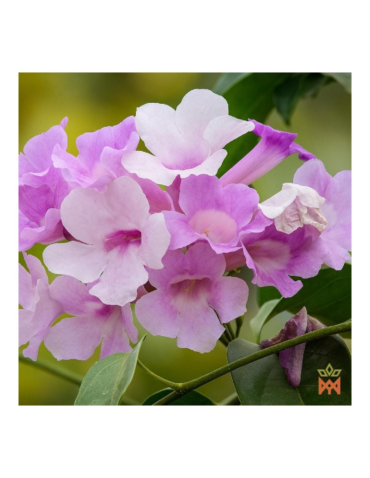 Ajo Sacha aus Peru (Mansoa alliacea) – Illustrationsfoto rosavioletter Blüten, nicht im Lieferumfang