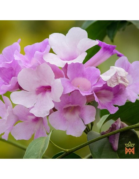 Ajo Sacha aus Peru (Mansoa alliacea) – Illustrationsfoto rosavioletter Blüten, nicht im Lieferumfang