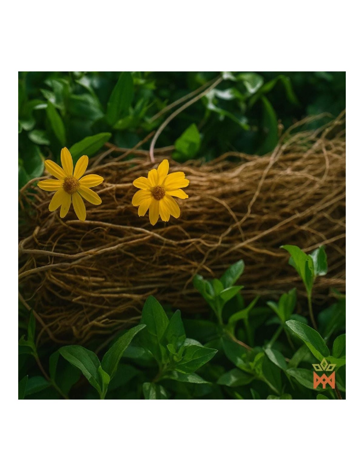 Mexikanischer Chilcuague mit Minze – 30-ml-Spray, Heliopsis longipes – Illustration von Blüten und Wurzeln