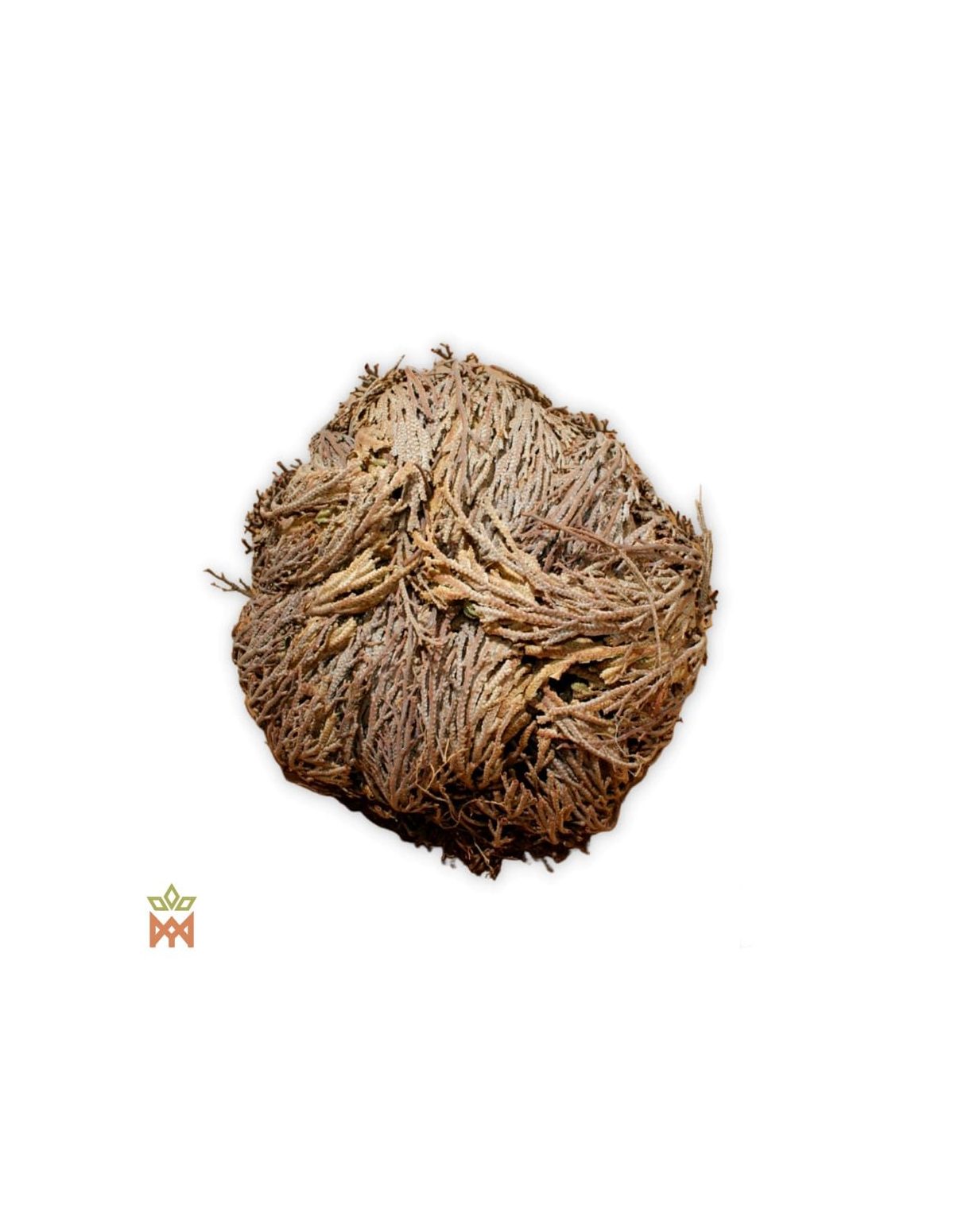 Rose von Jericho – ganze Trockenpflanze, zu einer Kugel brauner Wedel eingerollt