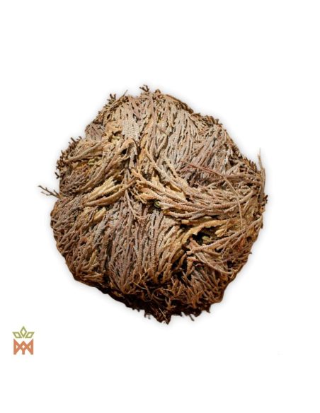 Rose von Jericho – ganze Trockenpflanze, zu einer Kugel brauner Wedel eingerollt