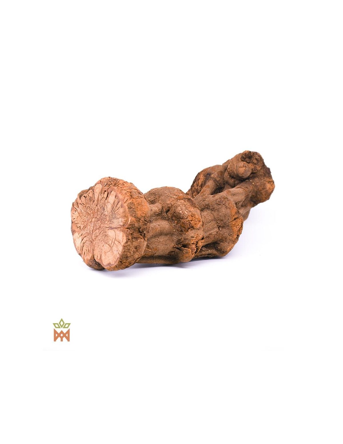 Caupuri aus Brasilien – Ganze Dekorationsliane, Banisteriopsis caapi – knotiges Lianenstück mit gelappter Schnittfläche