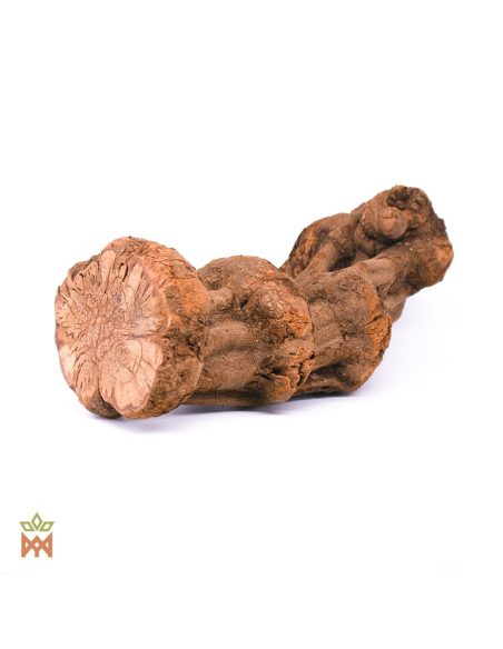 Caupuri aus Brasilien – Ganze Dekorationsliane, Banisteriopsis caapi – knotiges Lianenstück mit gelappter Schnittfläche