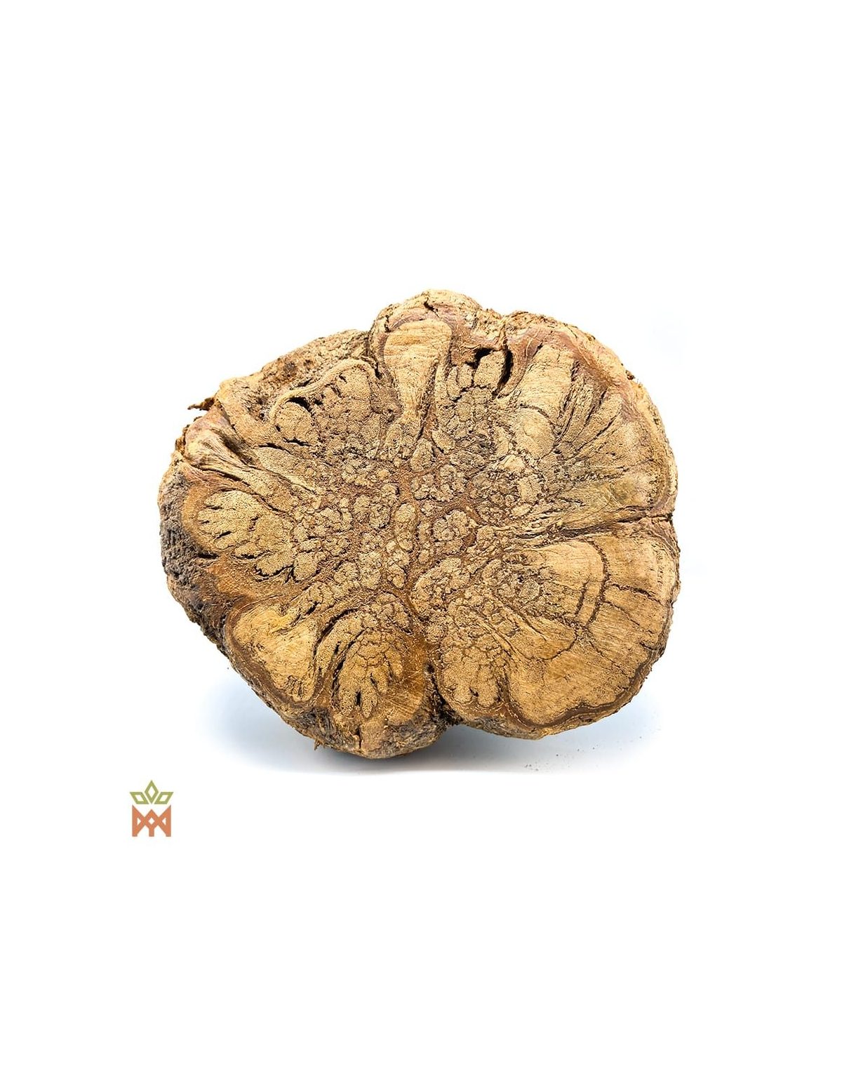 Caupuri aus Brasilien – Ganze Dekorationsliane, Banisteriopsis caapi – Schnittfläche mit gelapptem Muster im Holz