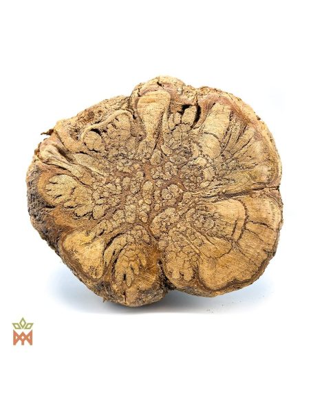 Caupuri aus Brasilien – Ganze Dekorationsliane, Banisteriopsis caapi – Schnittfläche mit gelapptem Muster im Holz