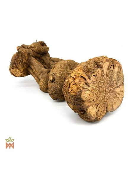 Caupuri aus Brasilien – Ganze Dekorationsliane, Banisteriopsis caapi – dickes, knotiges Stück, von der Schnittfläche aus gesehen