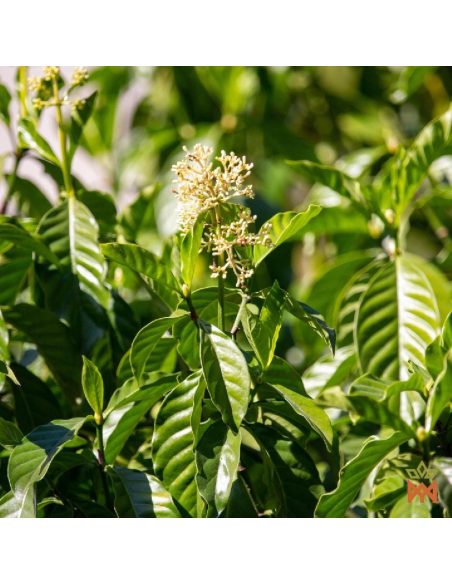 Shipibo-Chacruna aus Peru – Ganze Blätter, Psychotria viridis – blühende Pflanze, Foto des Lieferanten