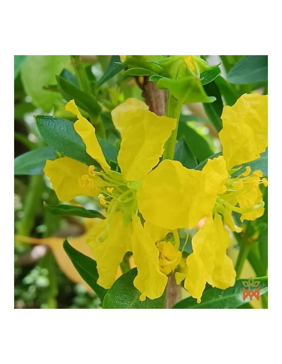 Sinicuichi aus Mexiko – Zerkleinerte Blätter, Heimia salicifolia – lebende Pflanze mit gelben Blüten