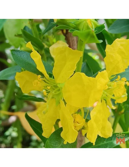 Sinicuichi aus Mexiko – Zerkleinerte Blätter, Heimia salicifolia – lebende Pflanze mit gelben Blüten