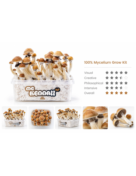 Pilz-Growkit McKennaii von Fresh Mushrooms, 1200 ml – Kit mit McKennaii-Etikett