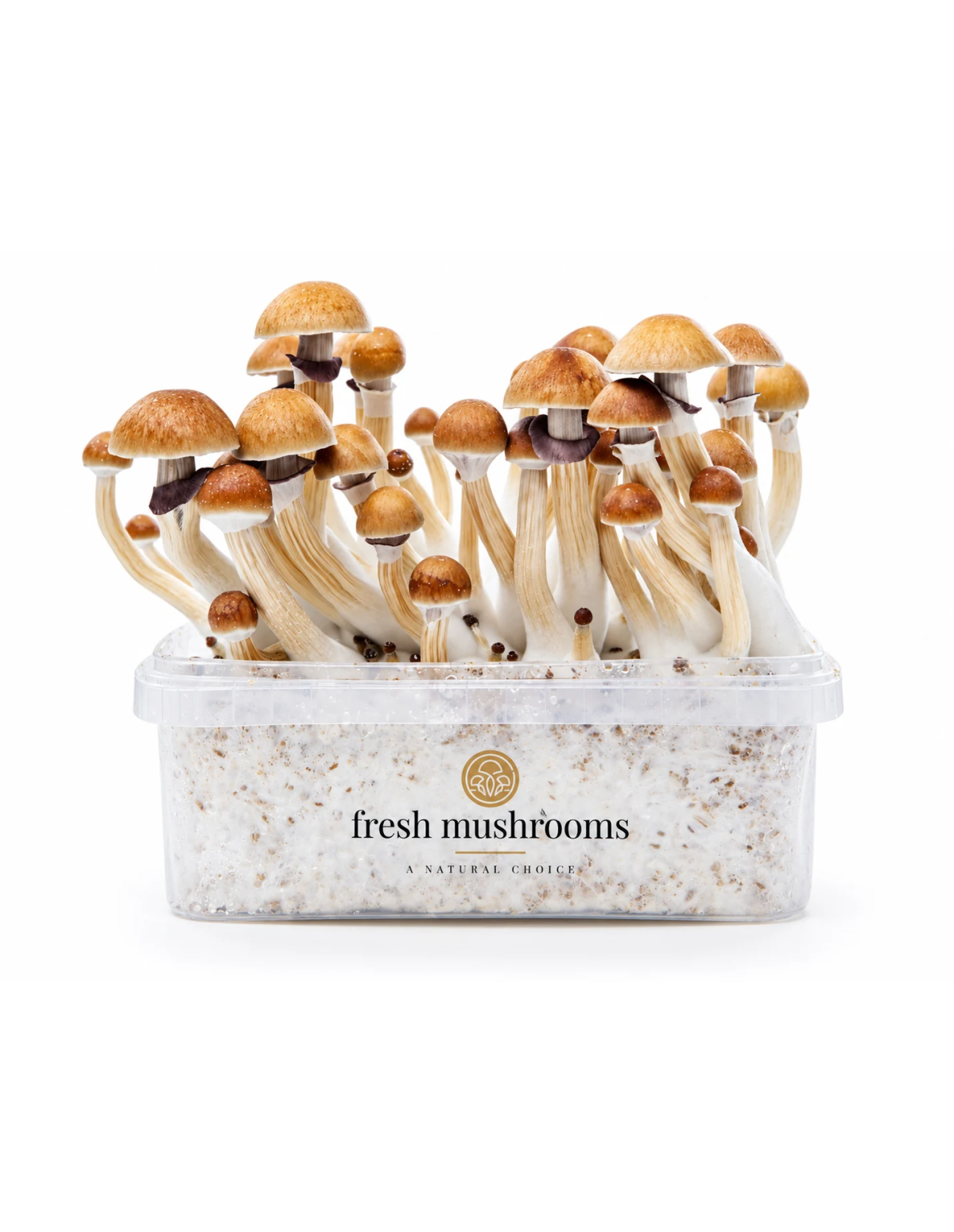 Pilz-Growkit McKennaii von Fresh Mushrooms, 1200 ml – Kit mit Pilzen, Vorderansicht