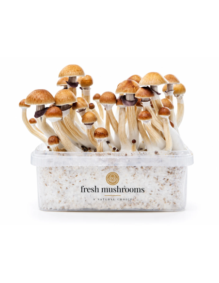 Fresh Mushrooms McKennaii 1200 ml grow kit