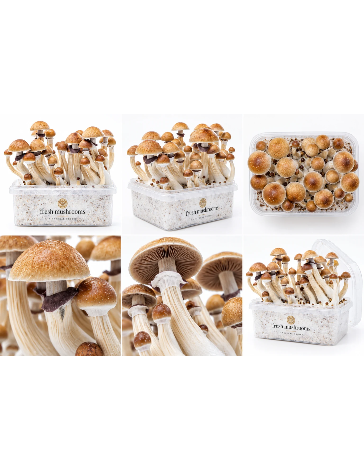 Pilz-Growkit McKennaii von Fresh Mushrooms, 1200 ml – sechs Ansichten des Kits