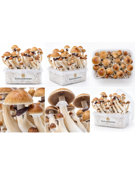 Pilz-Growkit McKennaii von Fresh Mushrooms, 1200 ml – sechs Ansichten des Kits