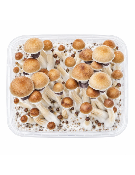 Pilz-Growkit McKennaii von Fresh Mushrooms, 1200 ml – Kit von oben