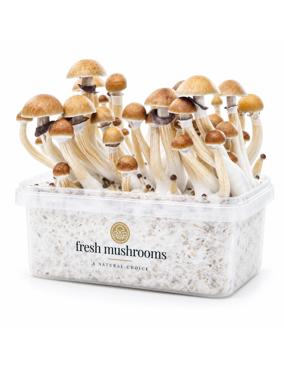 Pilz-Growkit McKennaii von Fresh Mushrooms, 1200 ml – Kit mit Pilzen, Seitenansicht