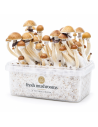 Pilz-Growkit McKennaii von Fresh Mushrooms, 1200 ml – Kit mit Pilzen, Seitenansicht