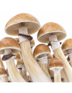 Pilz-Growkit McKennaii von Fresh Mushrooms, 1200 ml 2