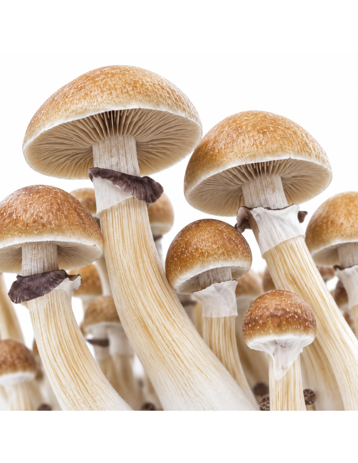 Pilz-Growkit McKennaii von Fresh Mushrooms, 1200 ml – Detail von Hüten und Stielen