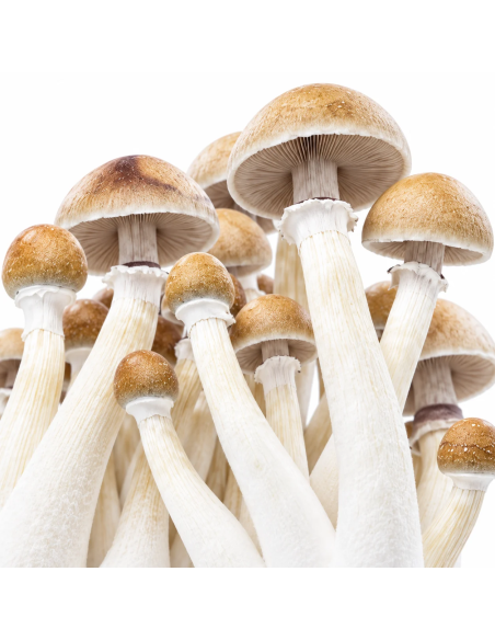 Pilz-Growkit Mexican von Fresh Mushrooms, 1200 ml – Nahaufnahme von Stielen und Lamellen