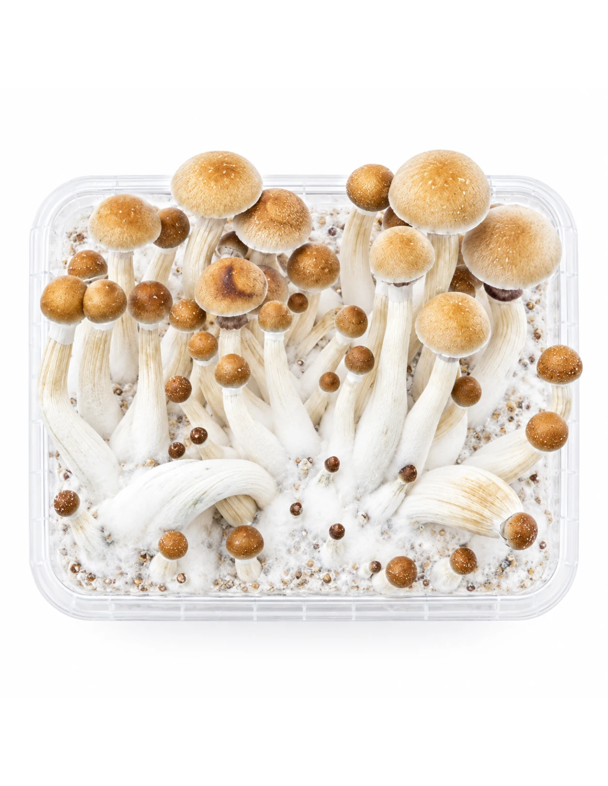 Pilz-Growkit Mexican von Fresh Mushrooms, 1200 ml – geöffneter Behälter von oben