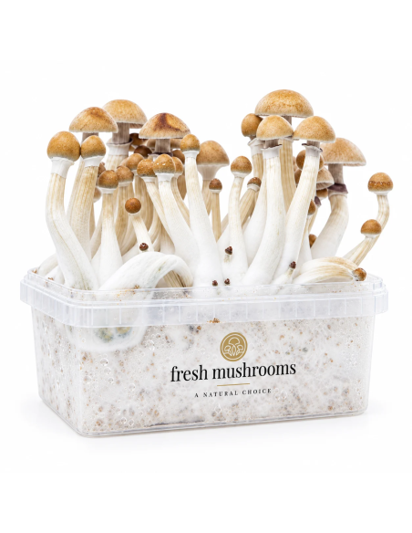 Pilz-Growkit Mexican von Fresh Mushrooms, 1200 ml – Behälter in Schrägansicht, andere Seite