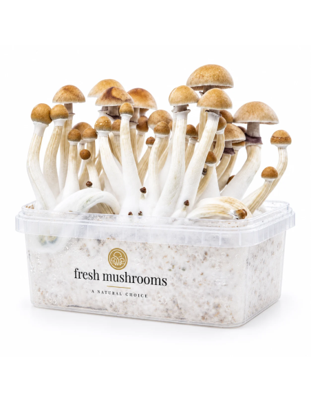 Pilz-Growkit Mexican von Fresh Mushrooms, 1200 ml – Behälter in Schrägansicht
