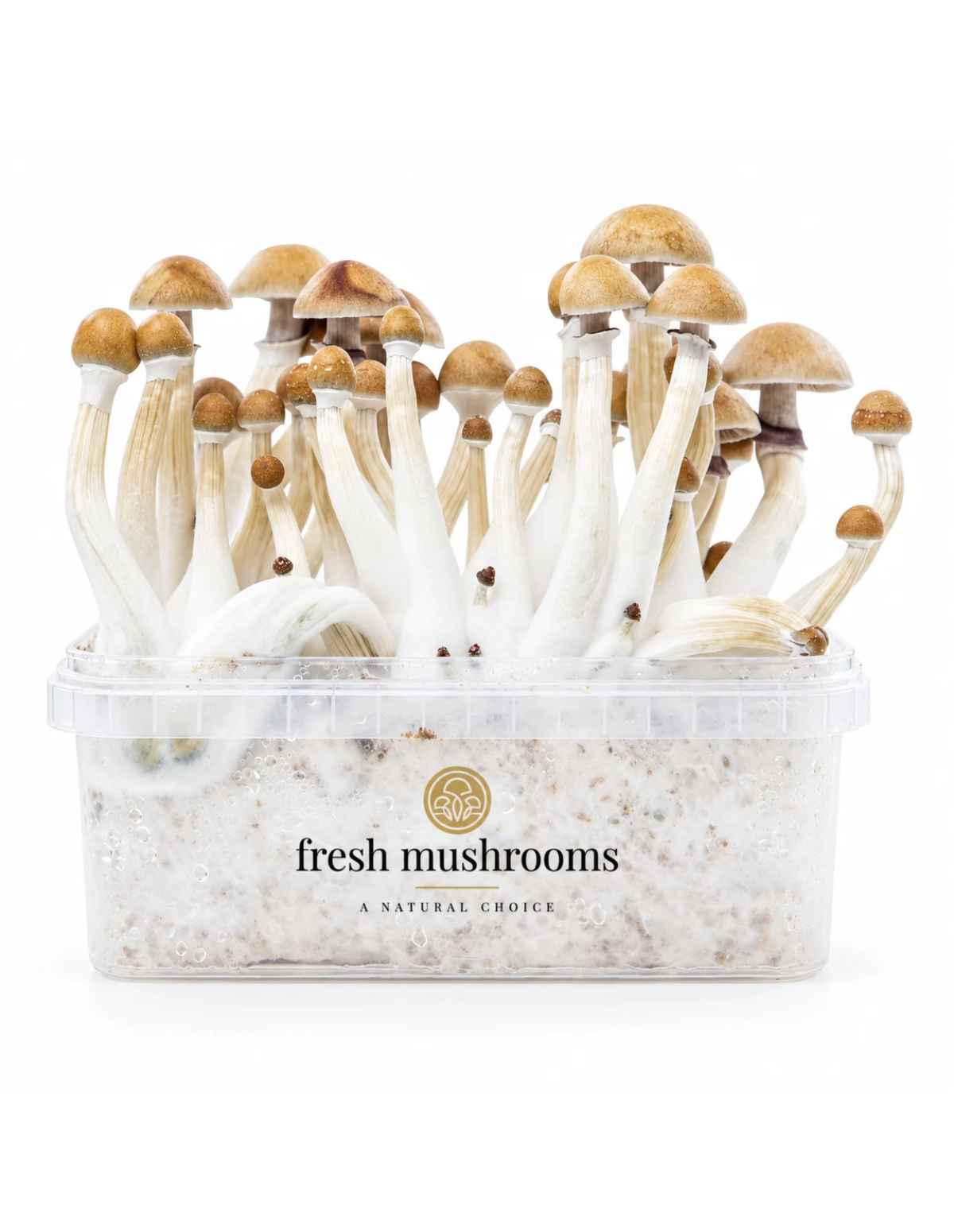 Pilz-Growkit Mexican von Fresh Mushrooms, 1200 ml – Behälter von vorn mit ausgewachsenen Pilzen