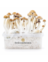 Pilz-Growkit Mexican von Fresh Mushrooms, 1200 ml – Behälter von vorn mit ausgewachsenen Pilzen