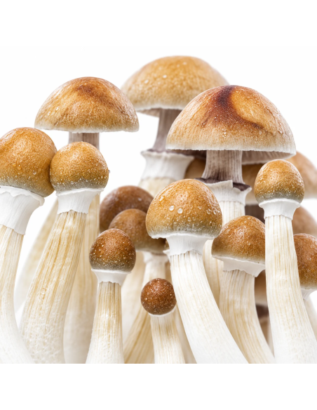 Pilz-Growkit Mexican von Fresh Mushrooms, 1200 ml – Nahaufnahme der Hüte
