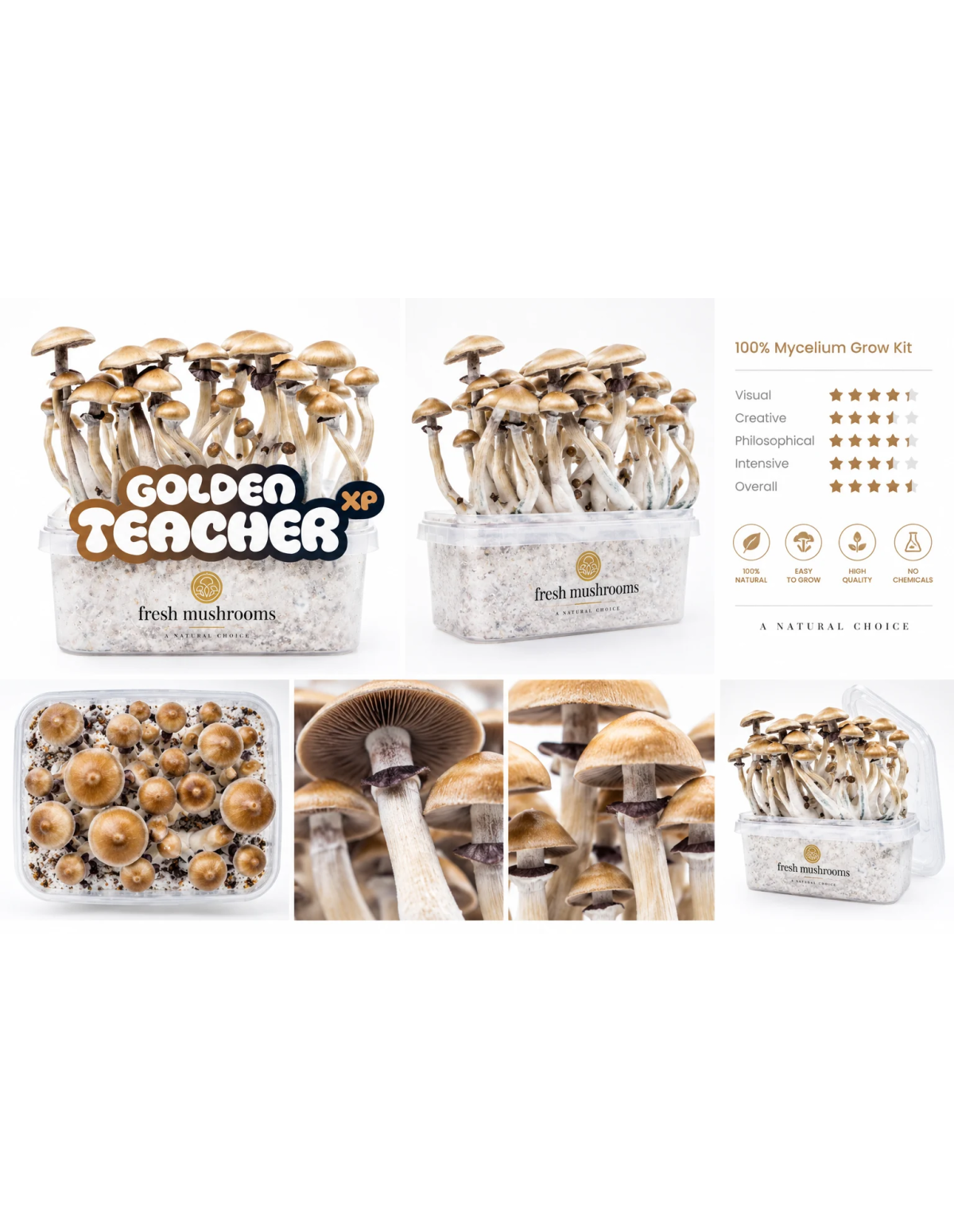 Pilz-Growkit Golden Teacher von Fresh Mushrooms, 1200 ml – Packung und Detailansichten
