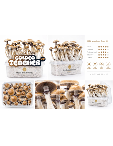 Pilz-Growkit Golden Teacher von Fresh Mushrooms, 1200 ml – Packung und Detailansichten