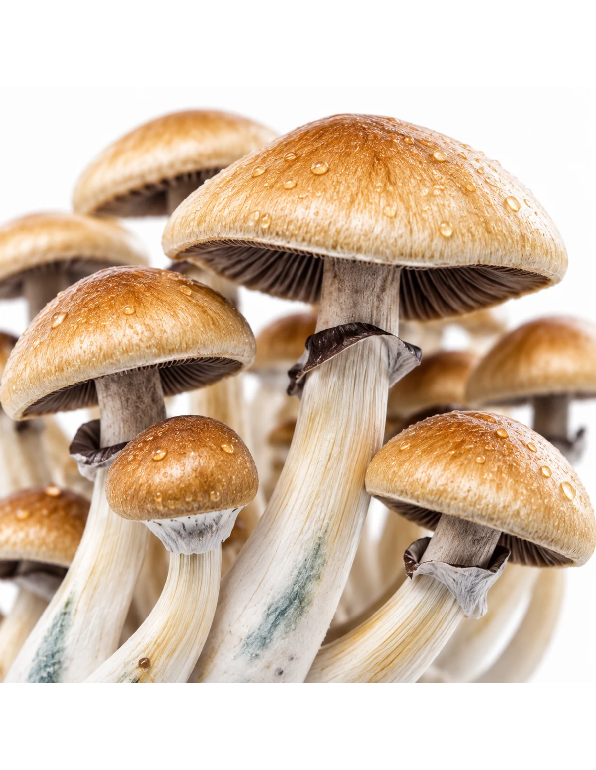 Pilz-Growkit Golden Teacher von Fresh Mushrooms, 1200 ml – Detail der Hüte