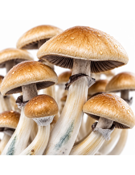 Pilz-Growkit Golden Teacher von Fresh Mushrooms, 1200 ml – Detail der Hüte