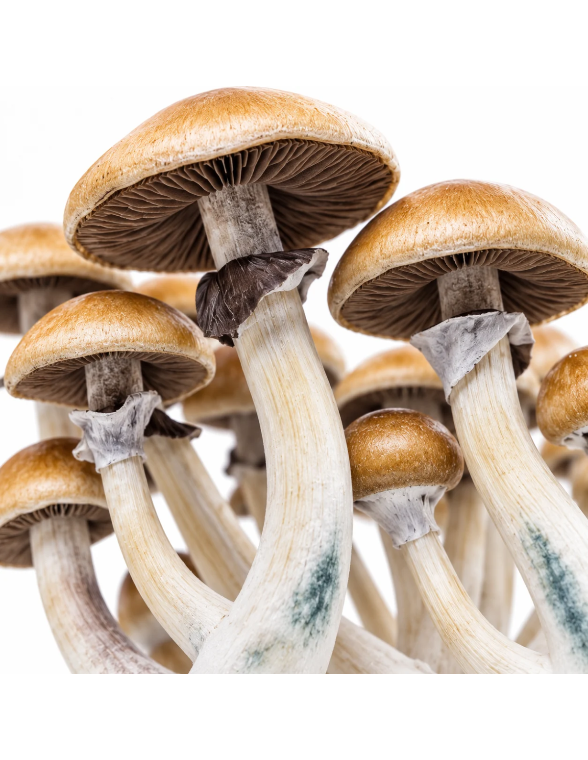 Pilz-Growkit Golden Teacher von Fresh Mushrooms, 1200 ml – Detail
