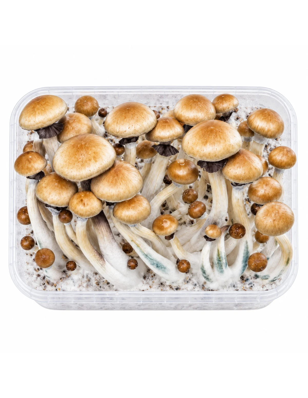 Pilz-Growkit Golden Teacher von Fresh Mushrooms, 1200 ml – Beispiel: Behälter mit ausgewachsenen Pilzen, Draufsicht