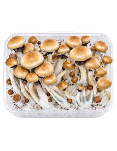 Pilz-Growkit Golden Teacher von Fresh Mushrooms, 1200 ml – Beispiel: Behälter mit ausgewachsenen Pilzen, Draufsicht