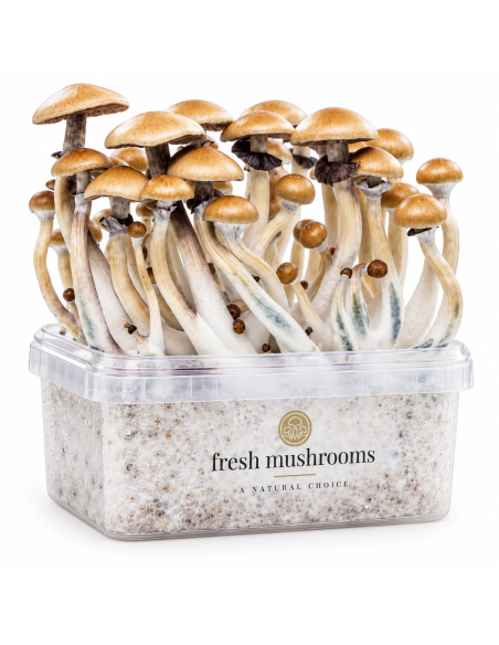 Pilz-Growkit Golden Teacher von Fresh Mushrooms, 1200 ml – Beispiel: Behälter mit ausgewachsenen Pilzen und Markenlogo