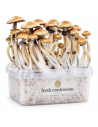 Pilz-Growkit Golden Teacher von Fresh Mushrooms, 1200 ml – Beispiel: Behälter mit ausgewachsenen Pilzen und Markenlogo