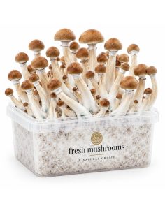 Pilz-Growkit B+ von Fresh Mushrooms, 1200 ml