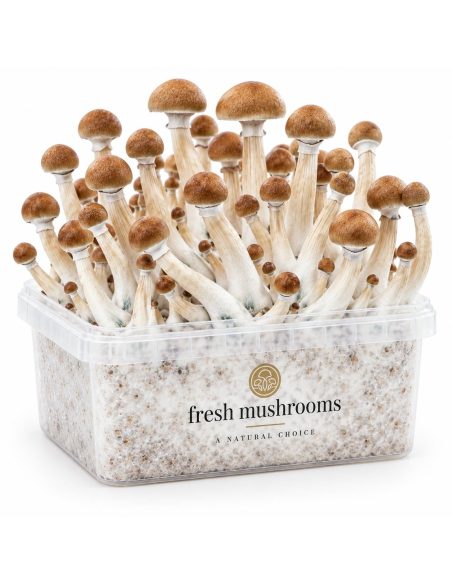 Pilz-Growkit B+ von Fresh Mushrooms, 1200 ml – Kit mit Pilzen, Vorderansicht