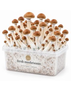 Pilz-Growkit B+ von Fresh Mushrooms, 1200 ml 2