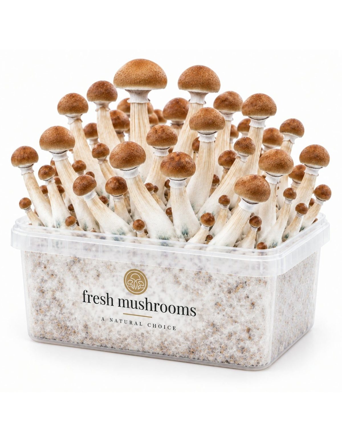 Pilz-Growkit B+ von Fresh Mushrooms, 1200 ml – Kit mit Pilzen, Ansicht von der anderen Seite
