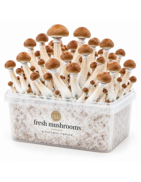 Pilz-Growkit B+ von Fresh Mushrooms, 1200 ml – Kit mit Pilzen, Ansicht von der anderen Seite