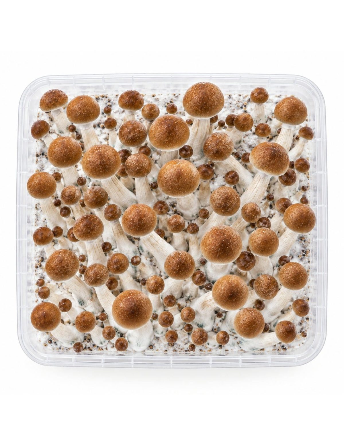 Pilz-Growkit B+ von Fresh Mushrooms, 1200 ml – Kit von oben