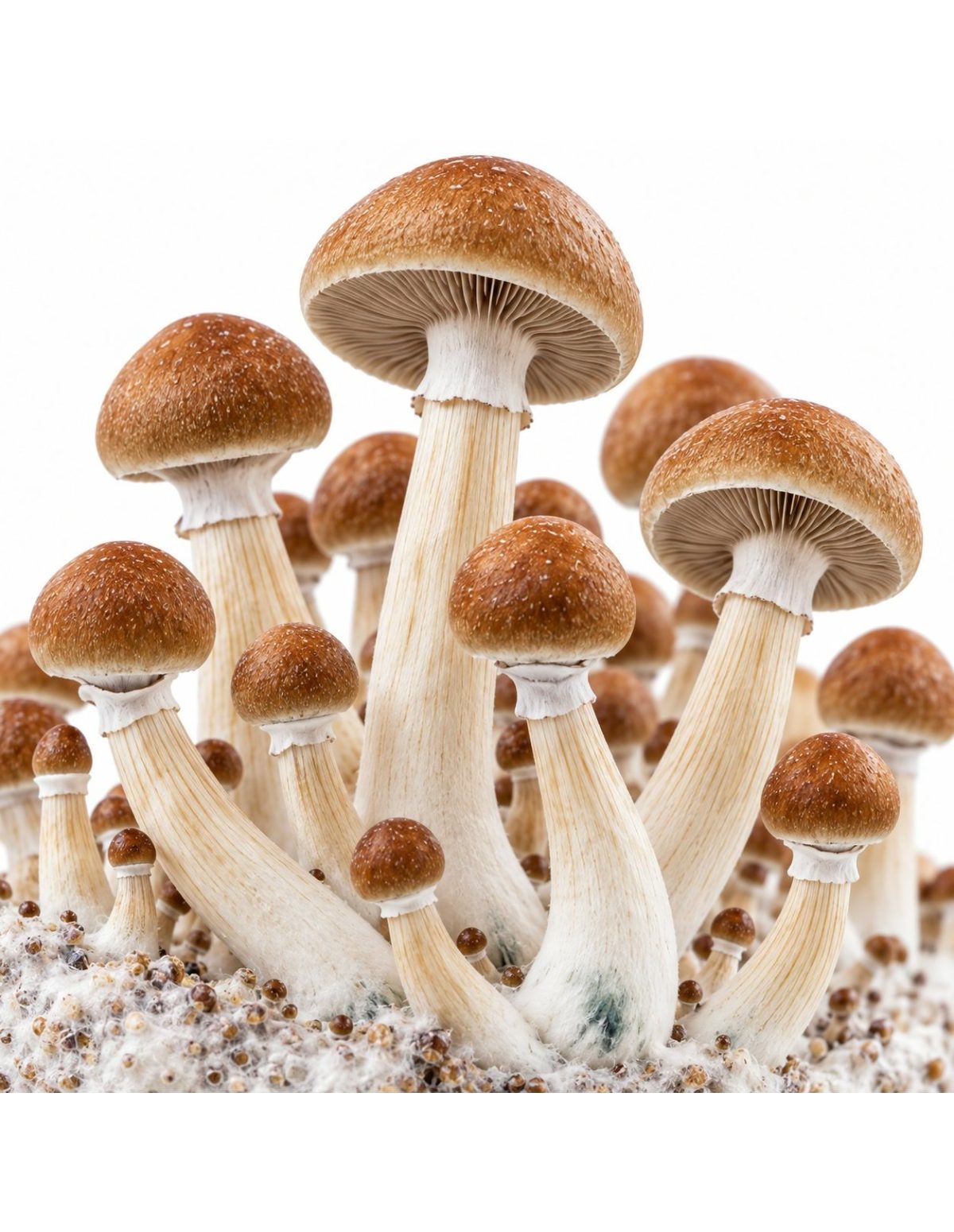 Pilz-Growkit B+ von Fresh Mushrooms, 1200 ml – Detail von Hüten und Stielen