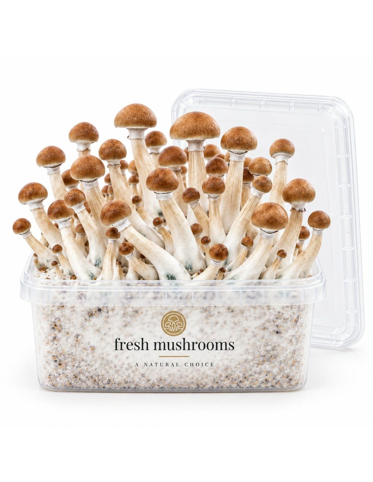 Pilz-Growkit B+ von Fresh Mushrooms, 1200 ml – geöffnetes Kit, Deckel daneben