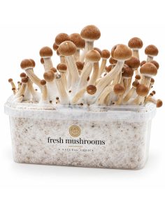 Pilz-Growkit Ecuador von Fresh Mushrooms, 1200 ml